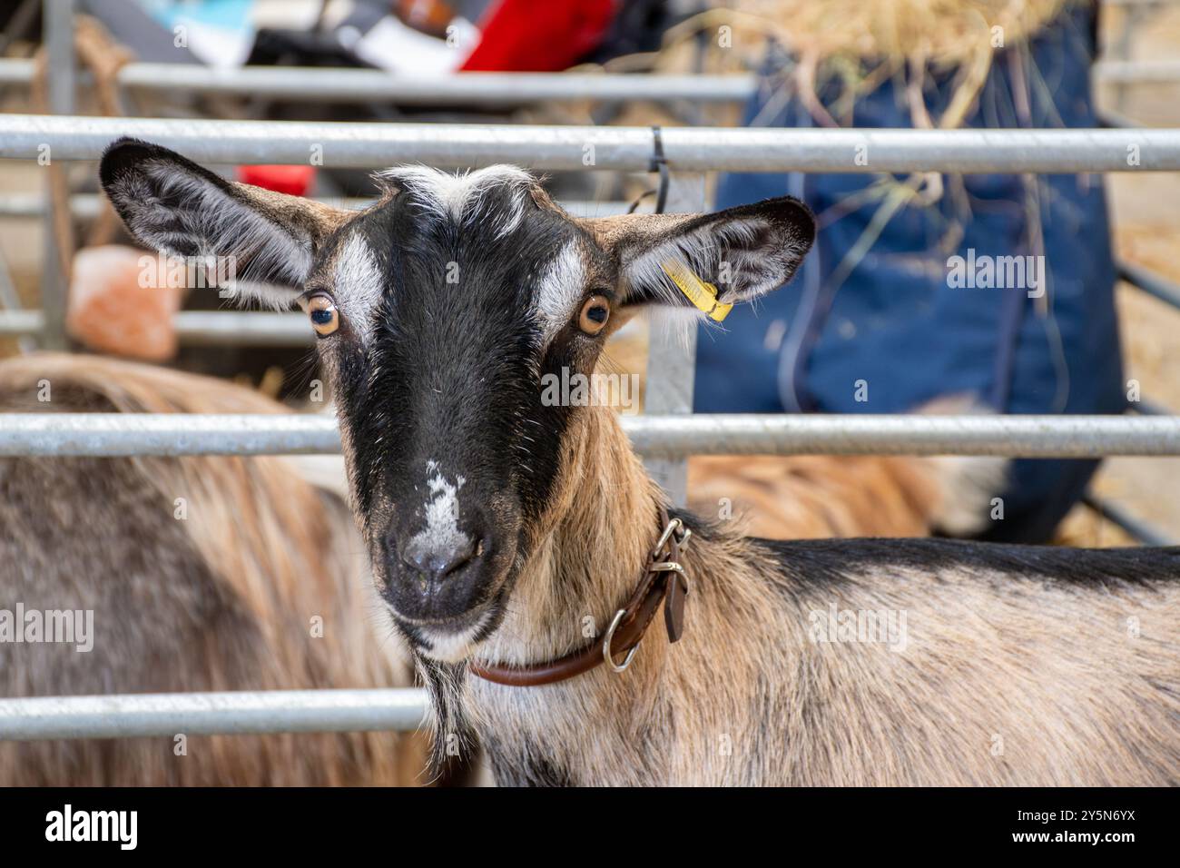 Newbury Show, 21 settembre 2024. Il popolare evento annuale si è svolto al Newbury Showground, Berkshire, Inghilterra, Regno Unito, durante il fine settimana. Lo spettacolo include una varietà di esposizioni agricole, alimentari e di campagna e attira migliaia di visitatori. Nella foto: Capre pigmee nelle loro recinzioni nel fienile, gara di bestiame. Foto Stock Newbury Show, 21 settembre 2024. Il popolare evento annuale si è svolto al Newbury Showground, Berkshire, Inghilterra, Regno Unito, durante il fine settimana. Lo spettacolo include una varietà di esposizioni agricole, alimentari e di campagna e attira migliaia di visitatori. Nella foto: Capre pigmee nelle loro recinzioni nel fienile, gara di bestiame. Foto Stock