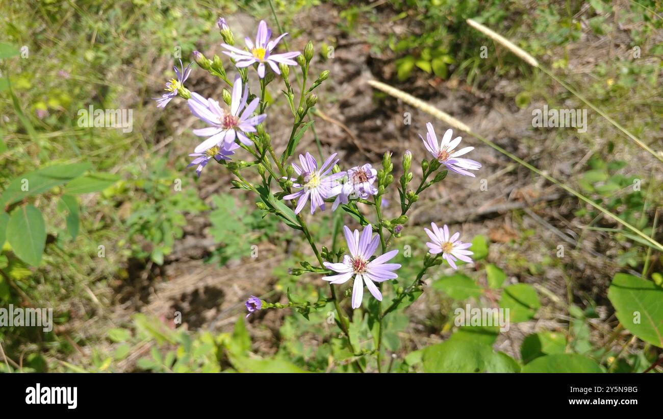 Aster (Symphyotrichum ciliolatum) Plantae di Lindley Foto Stock