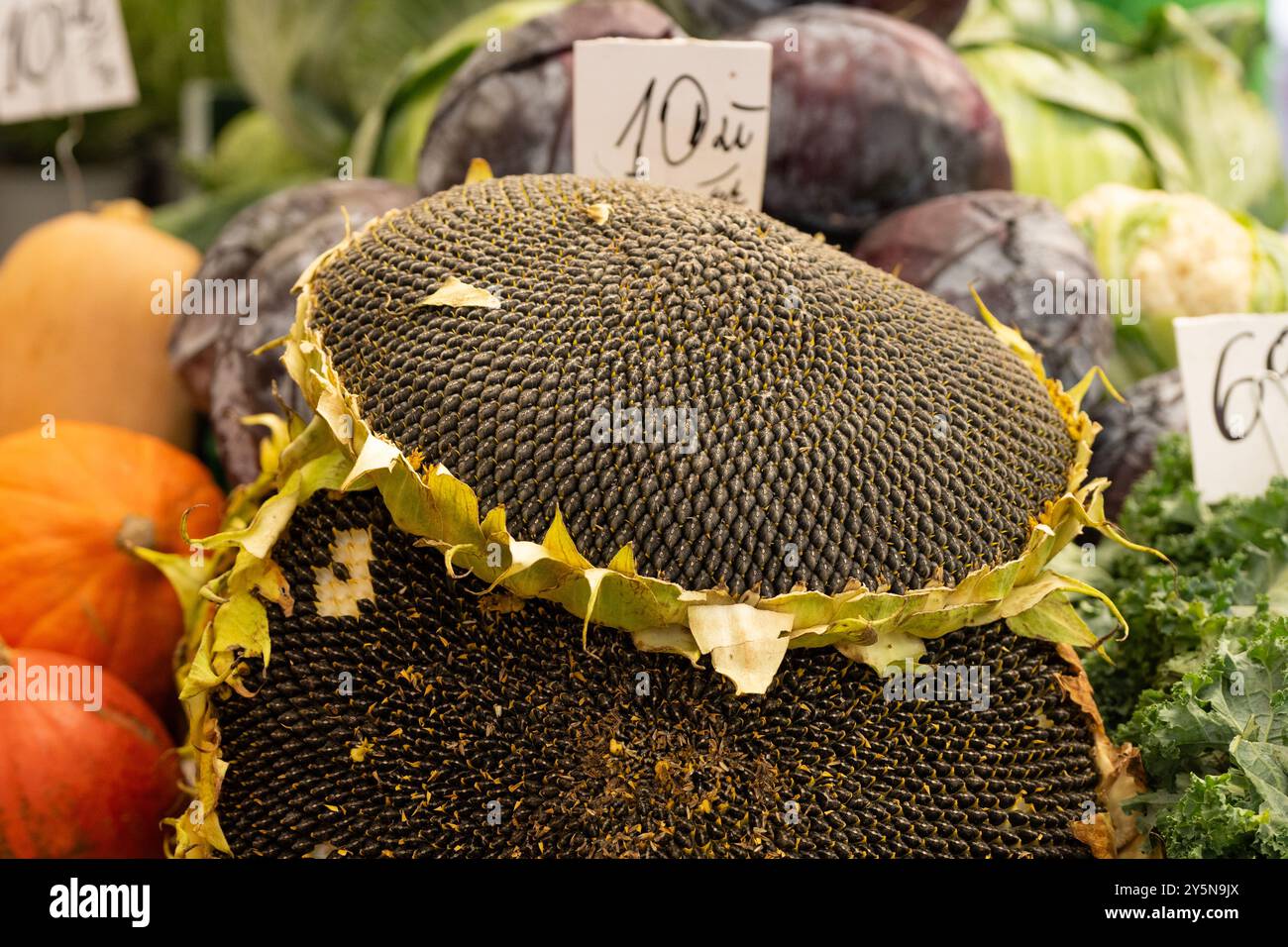 Teste di girasole giganti in vendita al mercato Stary Kleparz, Cracovia, Polant Foto Stock