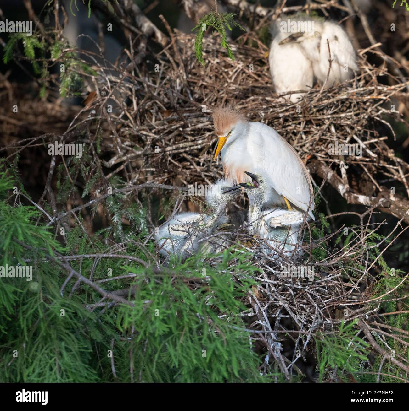 Egret del bestiame (Bubulcus ibis) che dà da mangiare ai suoi nidi, Texas, Stati Uniti Foto Stock