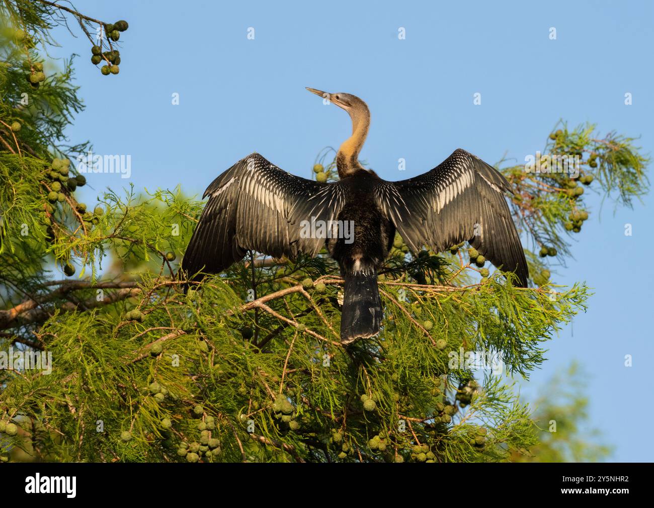 L'anhinga (Anhinga anhinga) asciuga le ali, sullo sfondo blu del cielo. Resoft Park, Texas Foto Stock