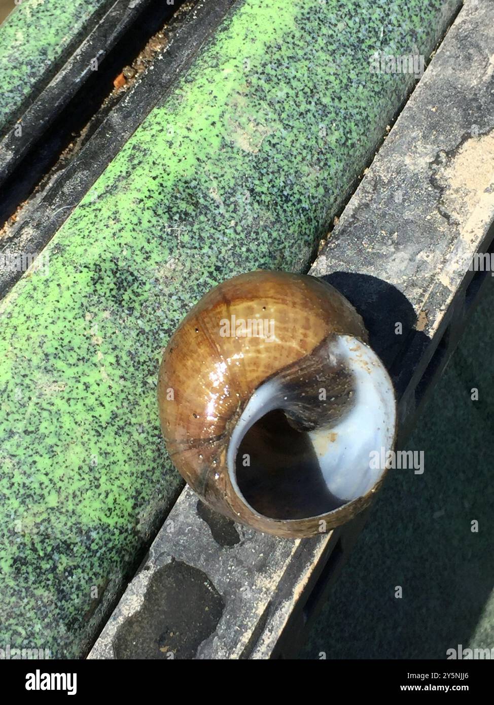 Lumaca del mistero cinese (Cipangopaludina chinensis) Mollusca Foto Stock