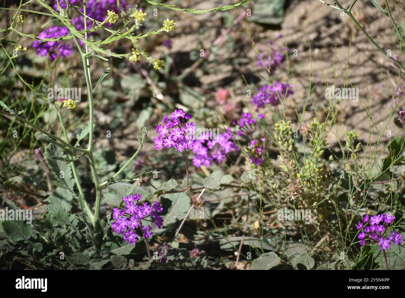 chaparral Sand-verbena (Abronia villosa aurita) Plantae Foto Stock