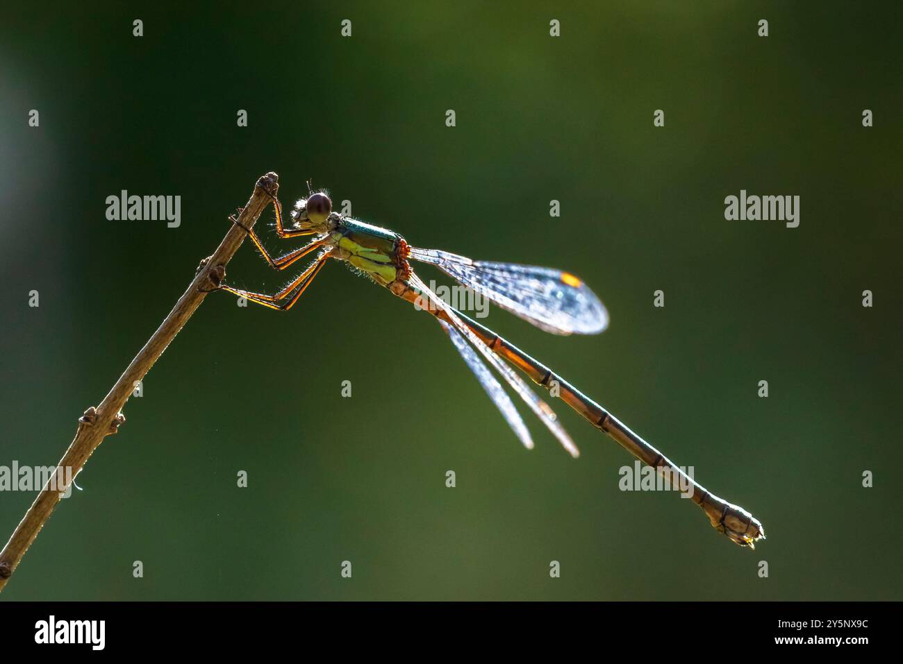 Dettaglio dettaglio di un western willow emerald damselfly, Chalcolestes viridis, insetto in appoggio al sole Foto Stock