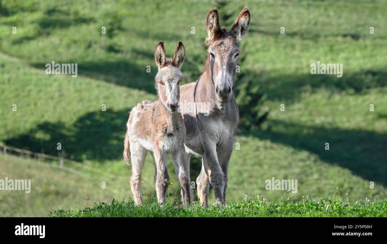 Immagine di un asino bambino con la madre che guarda nella fotocamera, sfondo verde con angolo basso, 16:9 Foto Stock