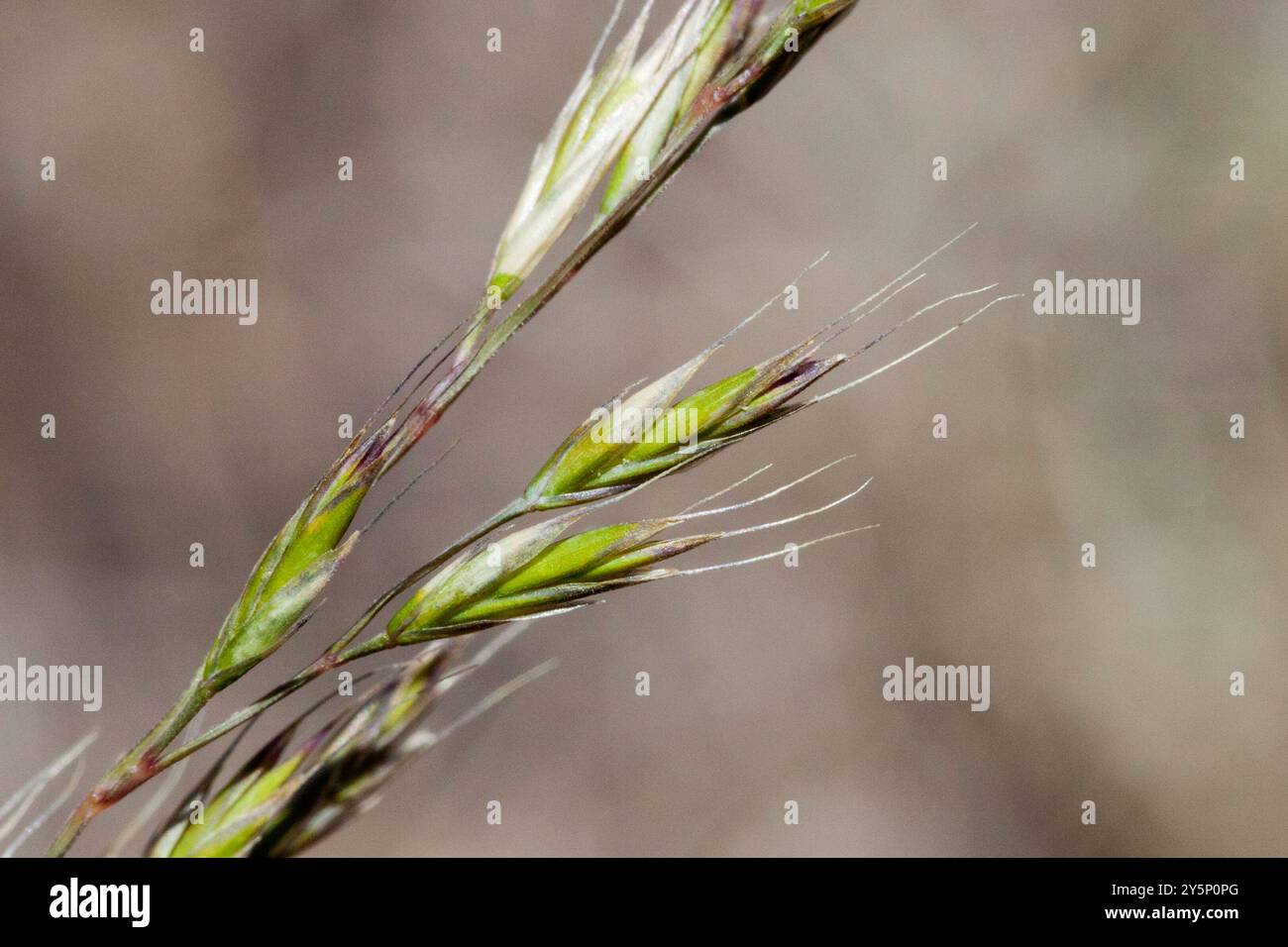 idaho fescue (Festuca idahoensis) Plantae Foto Stock