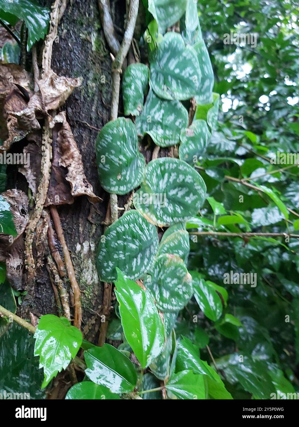 Monstera tuberculata brevinoda) Plantae Foto stock - Alamy