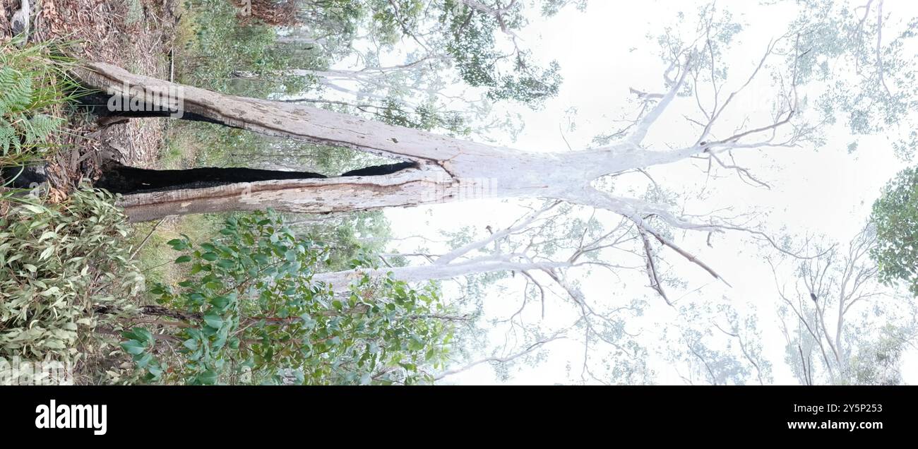 Scribbly Gum (Eucalyptus racemosa) Plantae Foto Stock