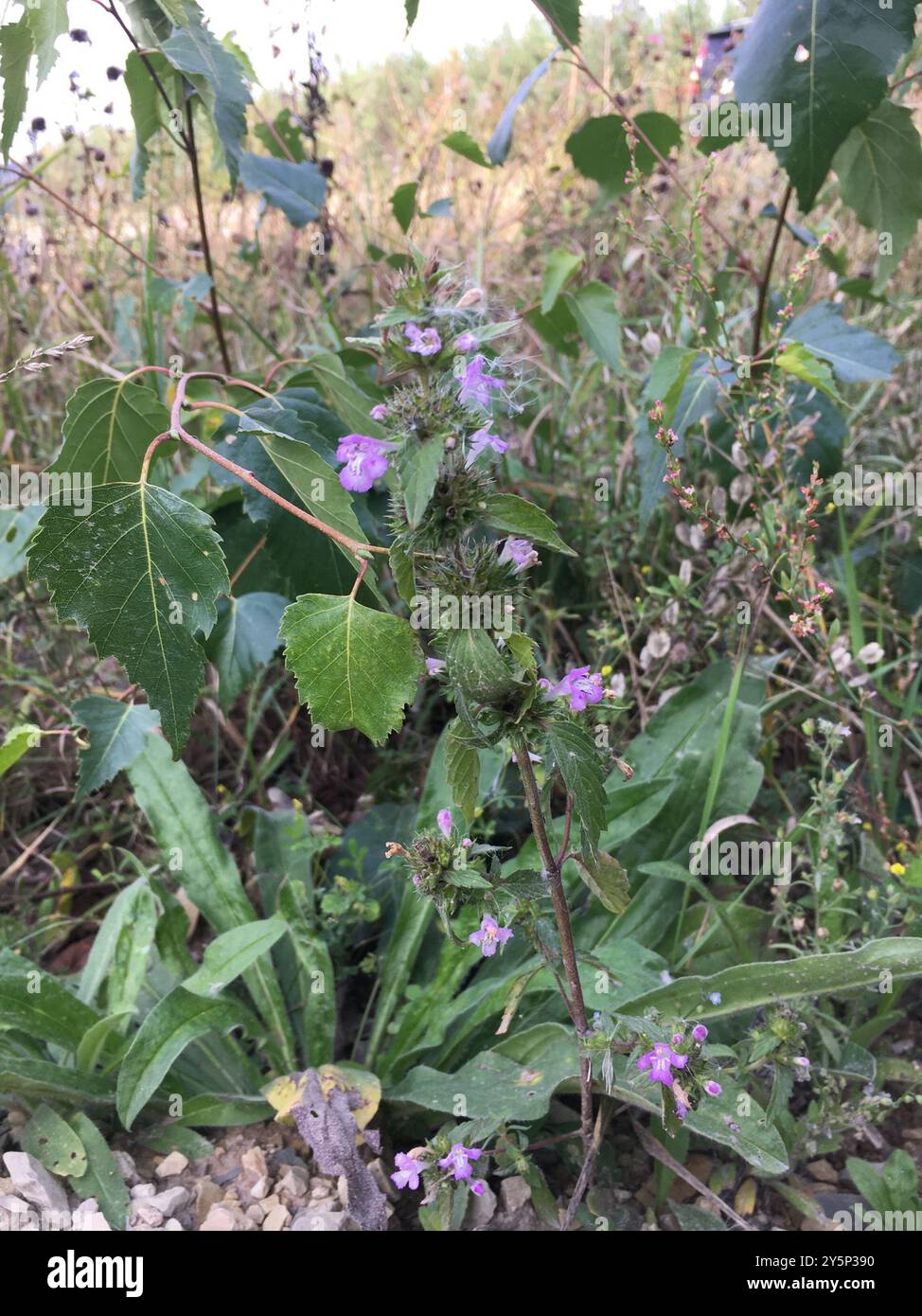 Ortica di canapa a foglia larga (Galeopsis ladanum) Plantae Foto Stock