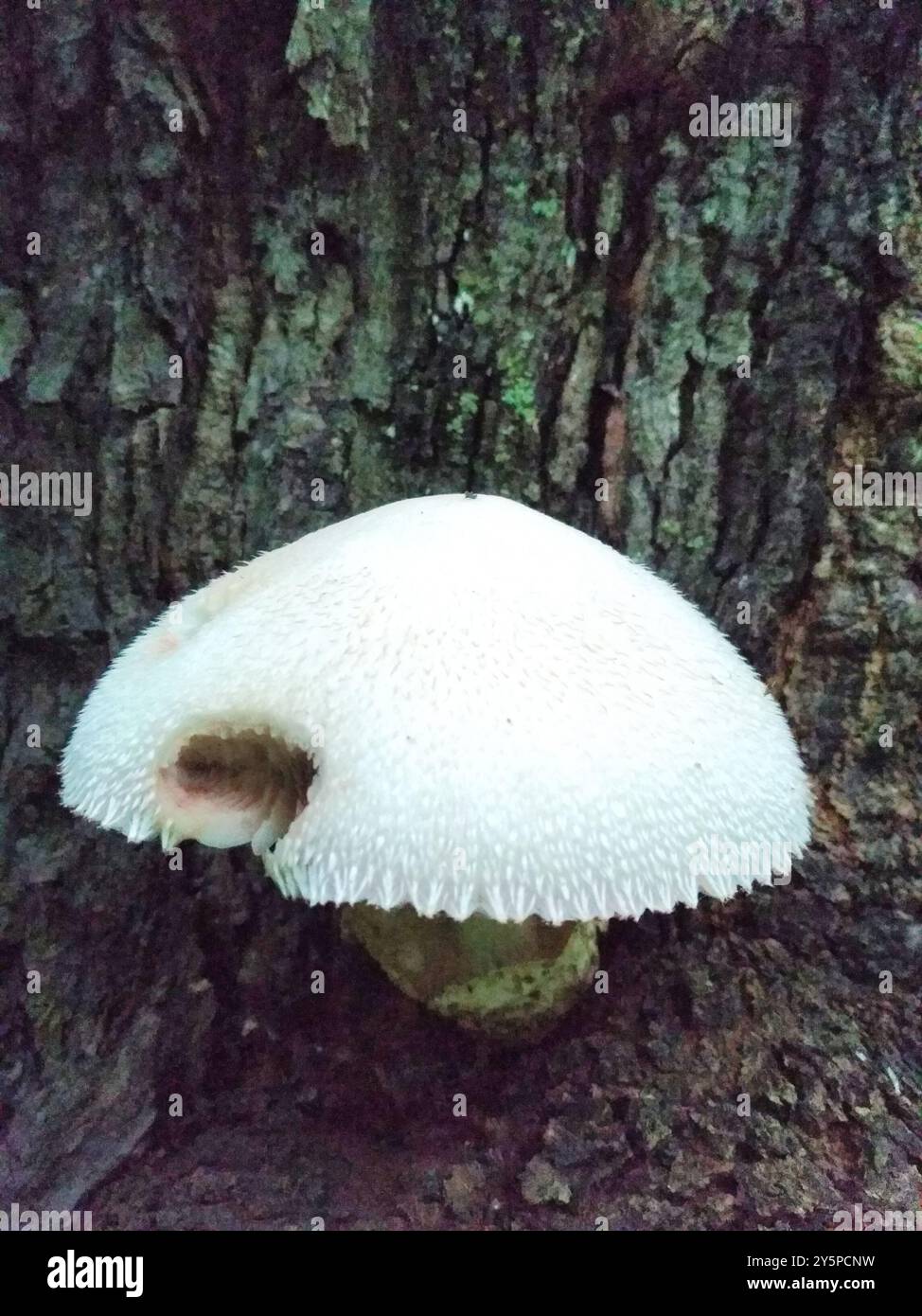 Funghi Rosegill setosa (Volvariella bombycina) Foto Stock