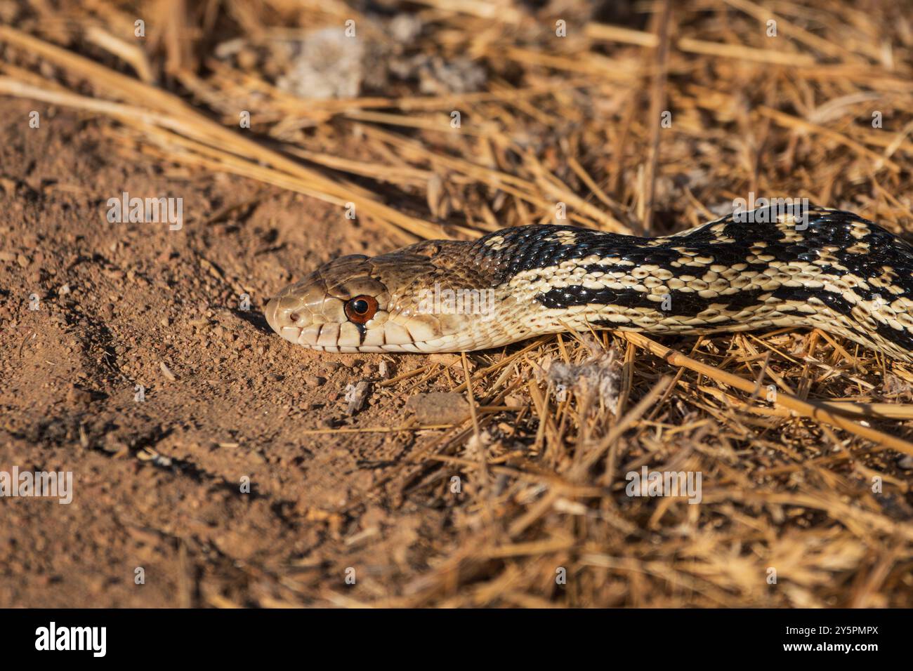 Primo piano di Gopher Snake. Fotografato a Simi Valley in California. Foto Stock