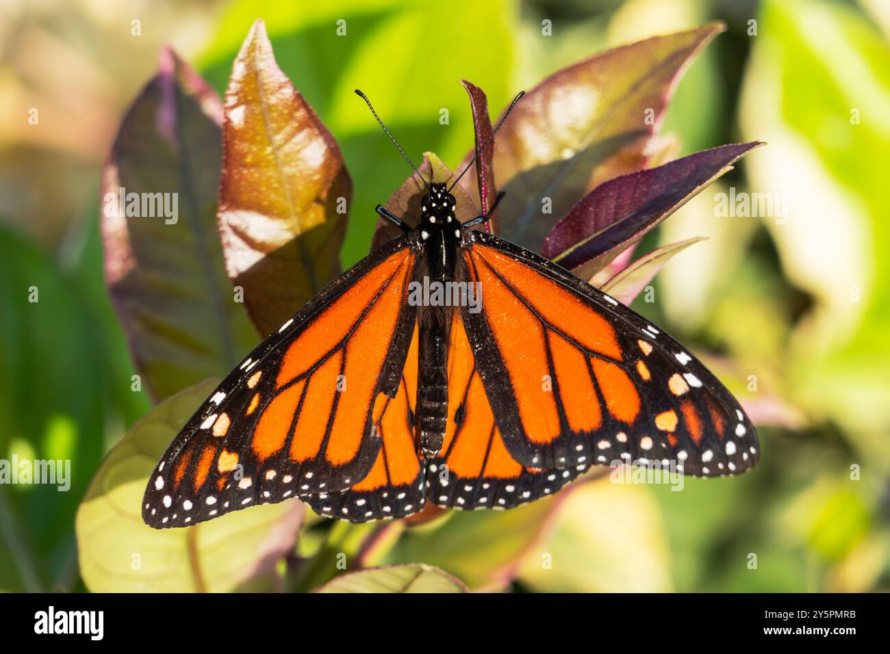 Monarch Butterfly che riposa su foglie di agrumi nella California meridionale. Foto Stock