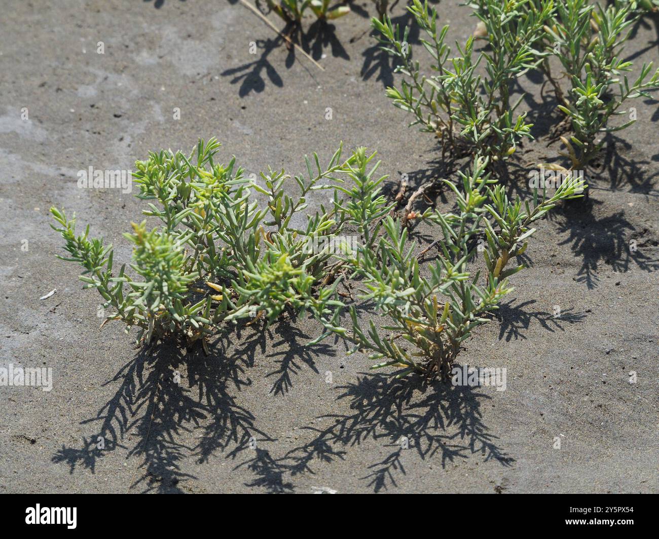 Alghe erbacee (Suaeda maritima) Plantae Foto Stock
