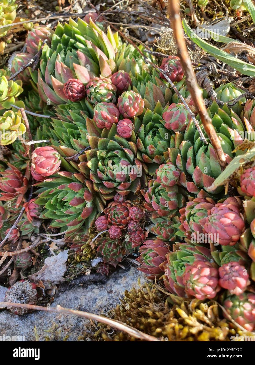 Pollastrelle arrotolate (Sempervivum globiferum) Plantae Foto Stock