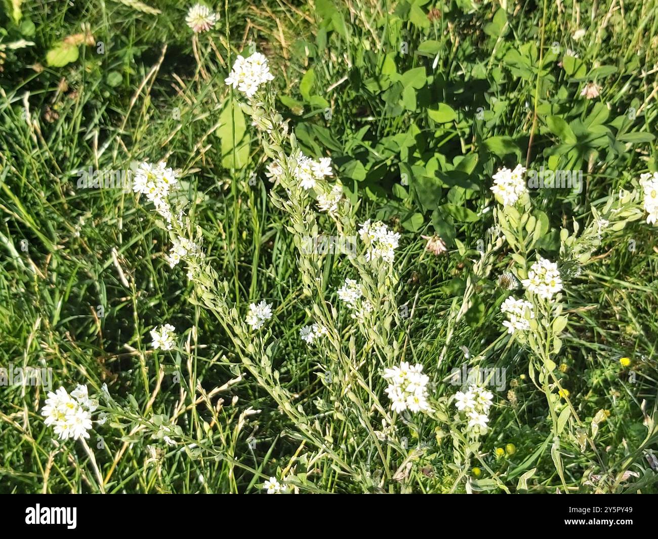 Hoary alyssum (Berteroa incana) Plantae Foto Stock