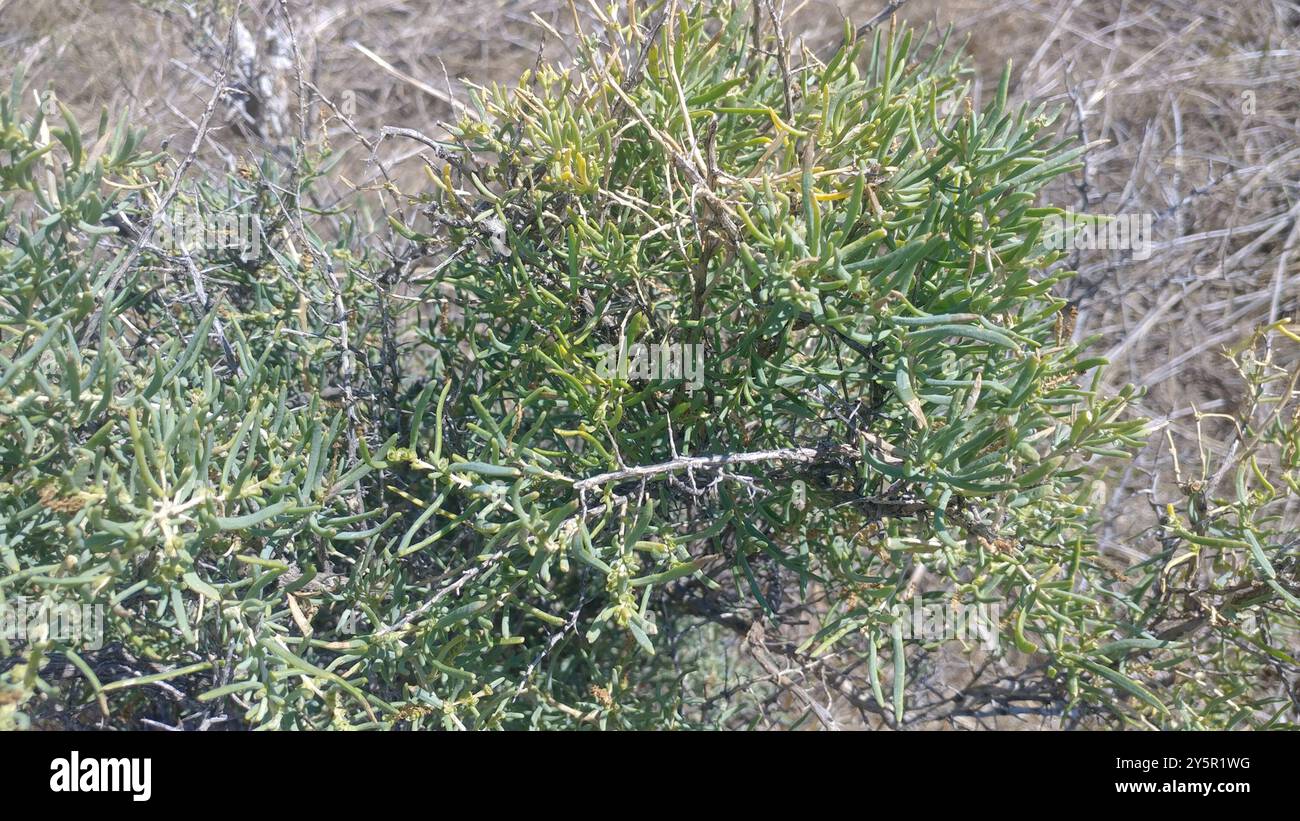 Greasewood (Sarcobatus vermiculatus) Plantae Foto Stock