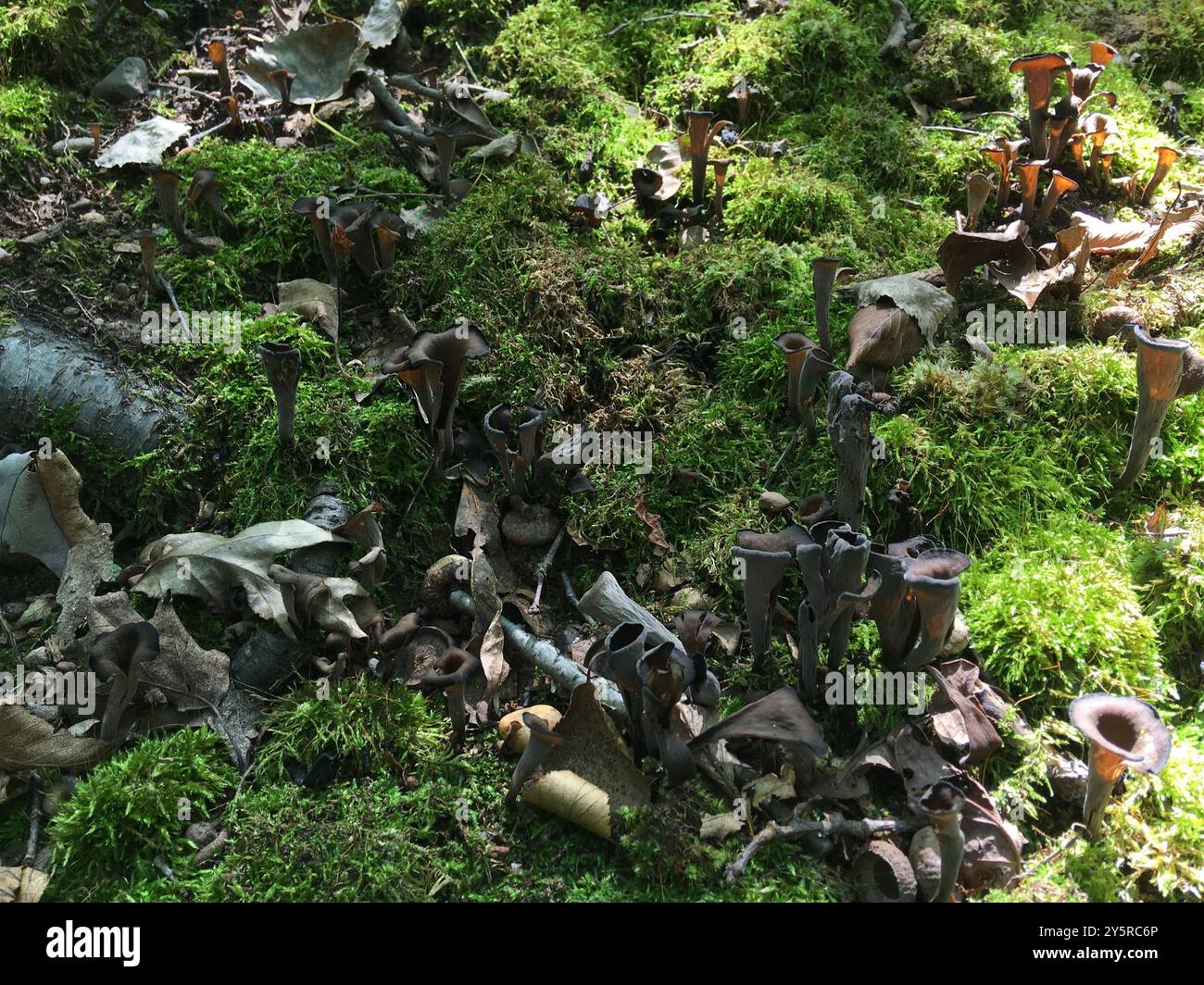 Funghi della tromba nera orientale (Craterellus fallax) Foto Stock