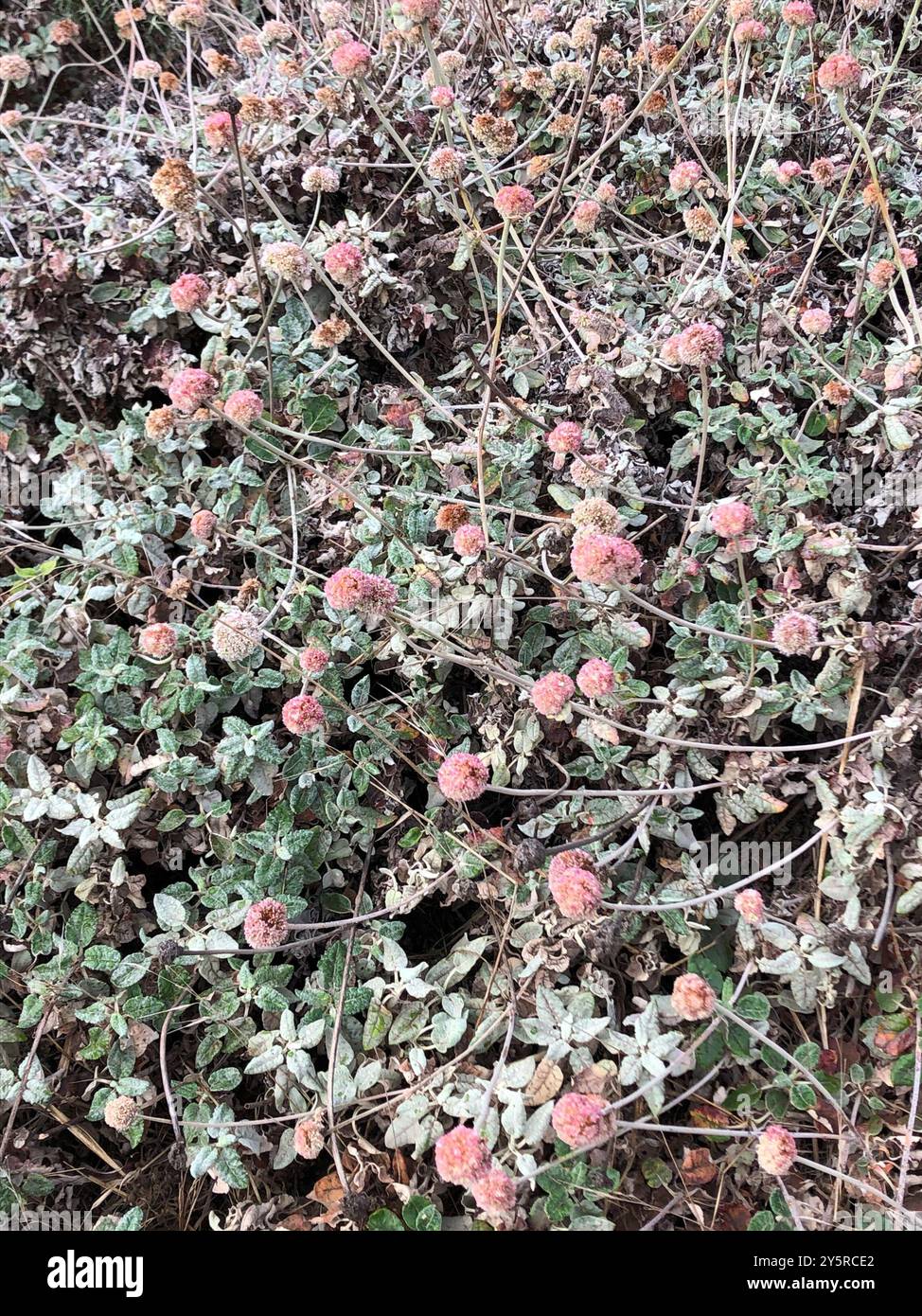 Grano saraceno (Eriogonum latifolium) Plantae Foto Stock