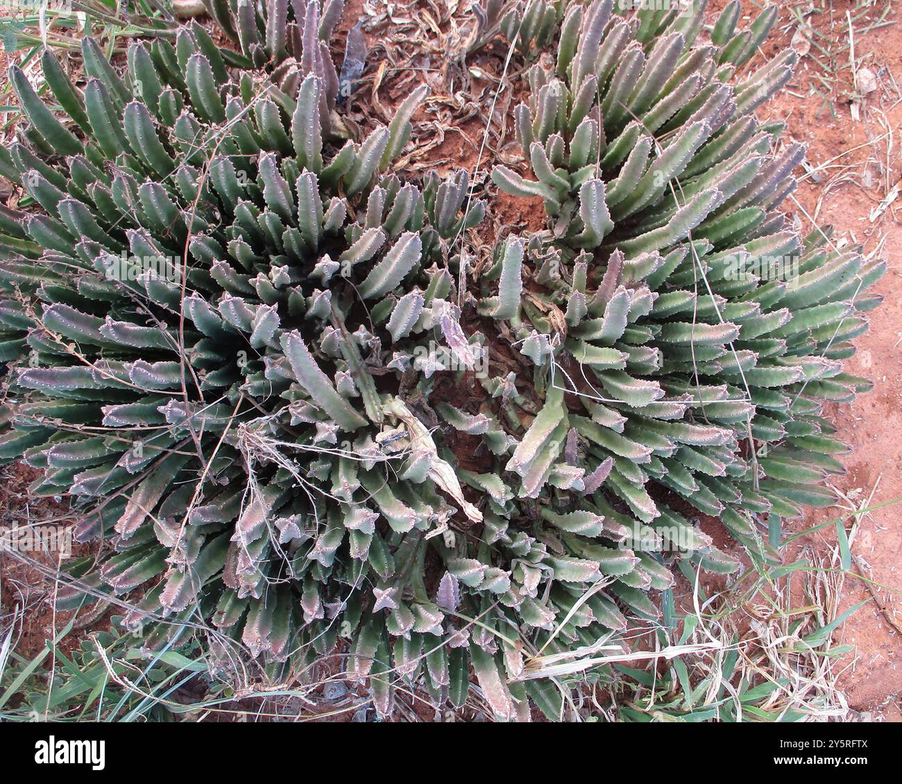 Zulu Giant (Stapelia gigantea) Plantae Foto Stock