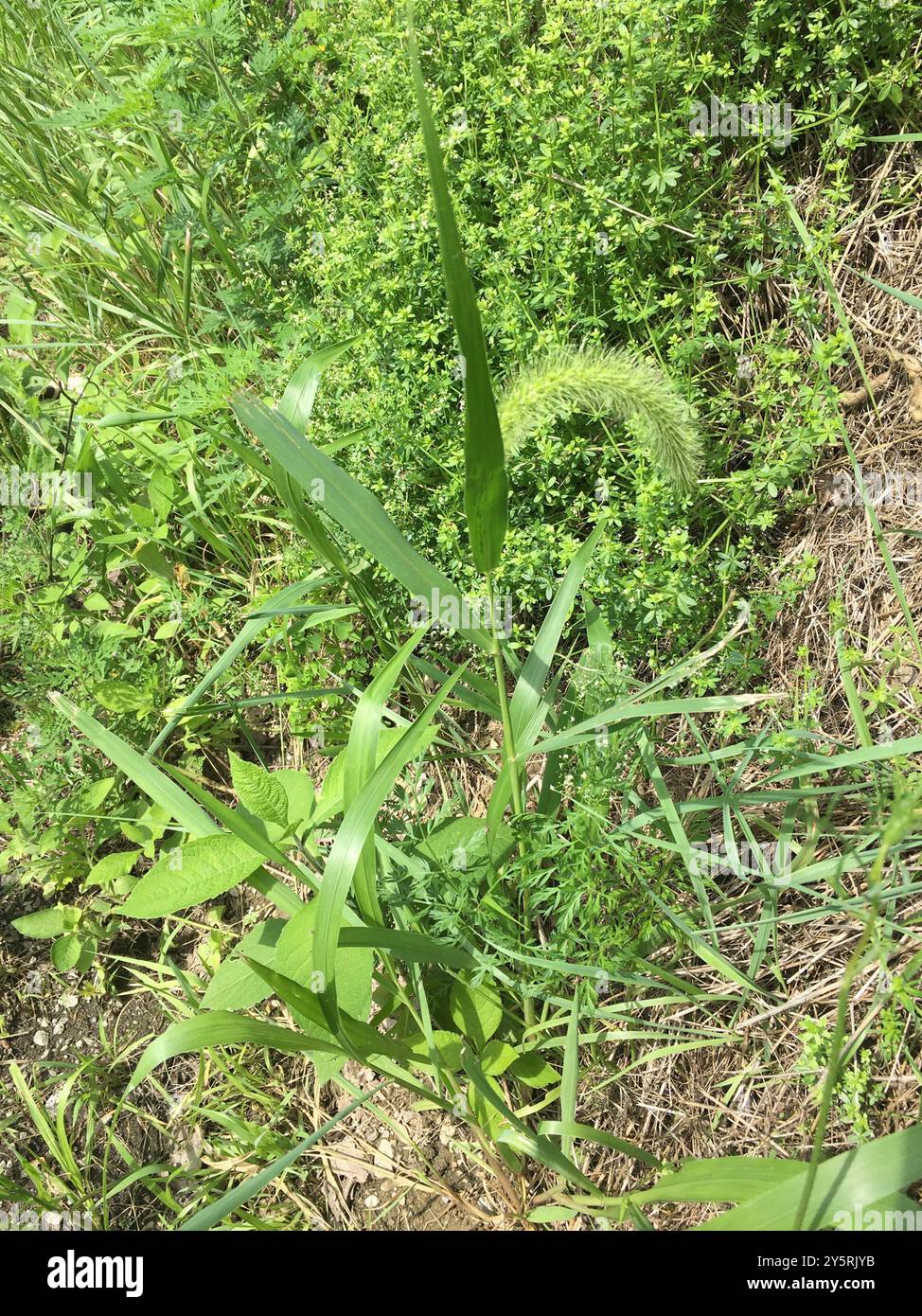 Coda di volpe gigante (Setaria faberi) Plantae Foto Stock