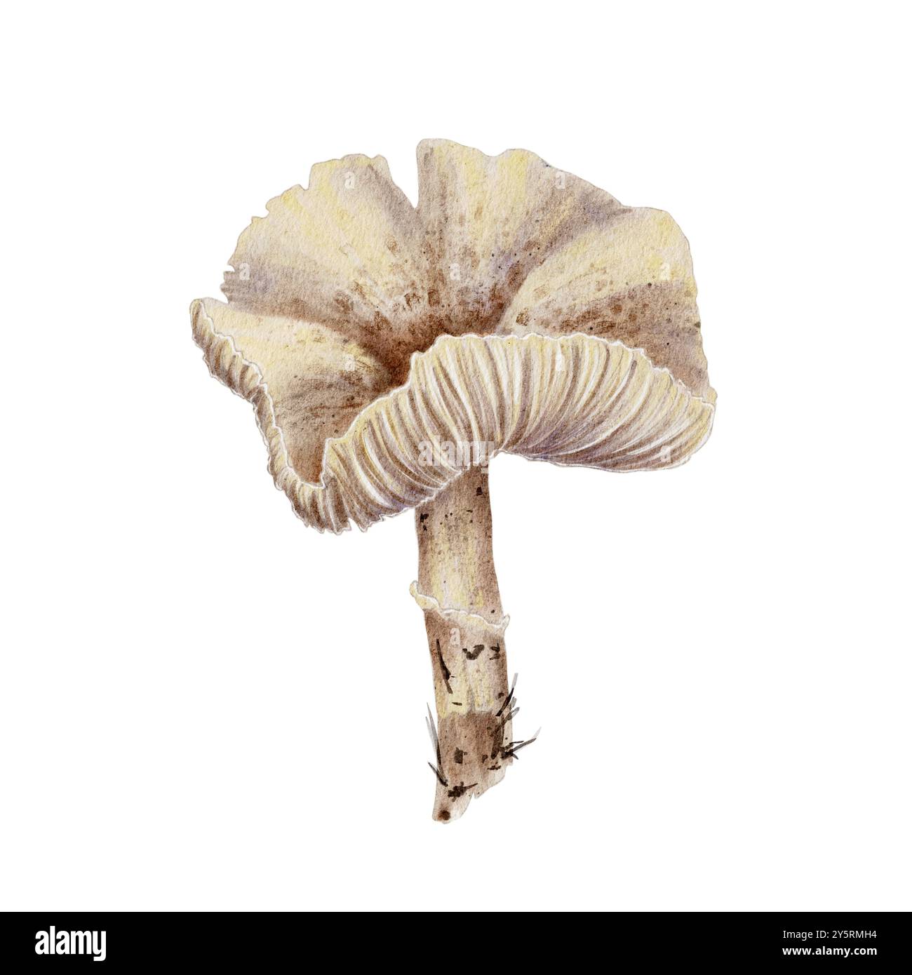 Lepiota di fungo velenoso autunnale isolato su bianco. Illustrazione ad acquerello per libri di riferimento e decorazioni per feste di Halloween. Foto Stock
