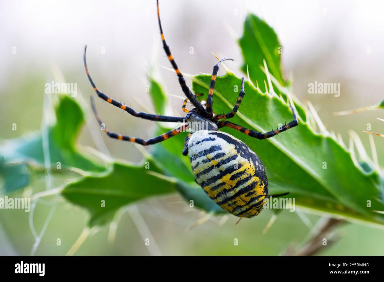 Ragno Argiope Foto Stock
