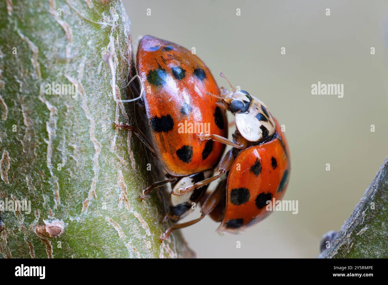 Ladybirds, Ladybugs (Coccinella septempunctata) Foto Stock
