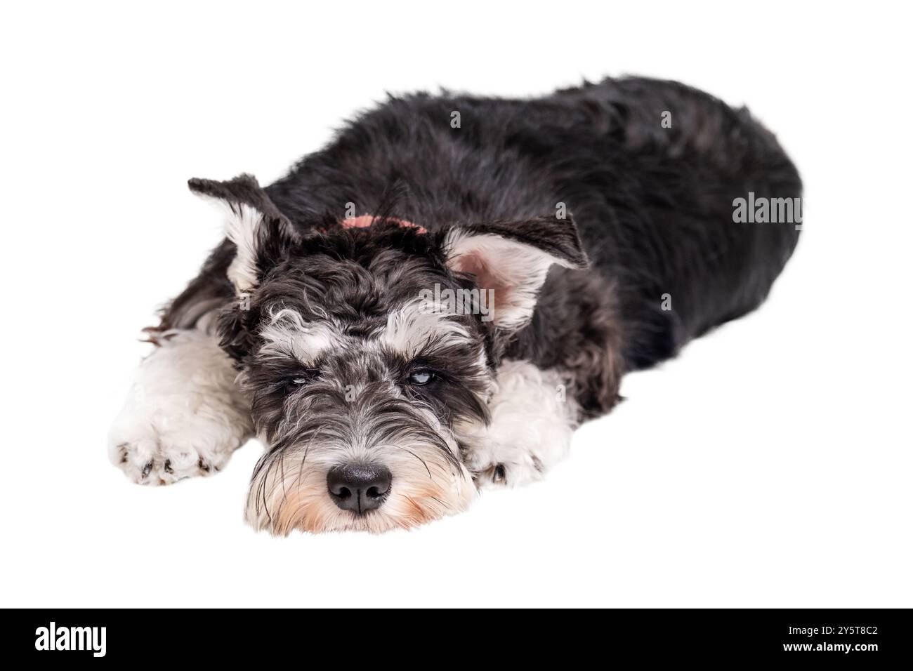 Cane schnauzer in miniatura che giace triste isolato su sfondo bianco Foto Stock