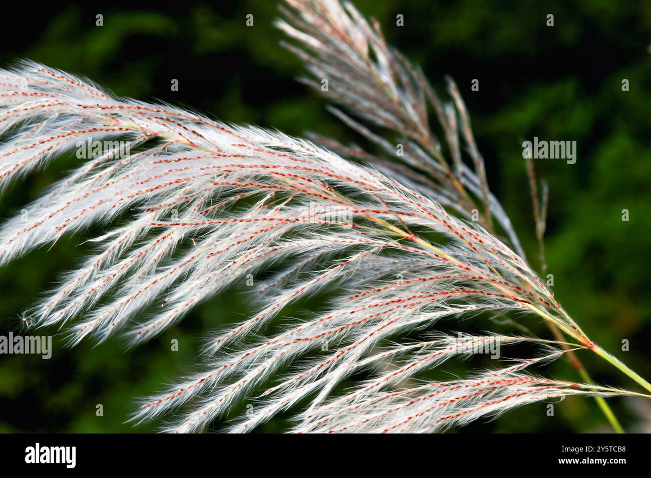 Un delicato gruppo di fiori di canne bianche viene catturato in primo piano. I pennacchi piumini sono tinto da sfumature di rosa e si contrappongono splendidamente a t Foto Stock