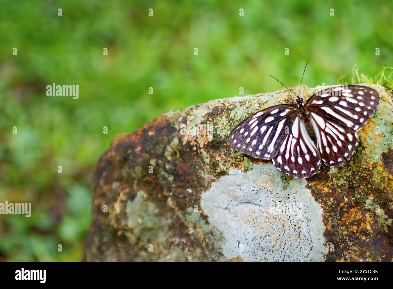 Una splendida farfalla della tigre taiwanese, Penthema formosanum, è arroccata su una roccia con le sue ali completamente estese. Il suo sorprendente motivo bianco e nero Foto Stock