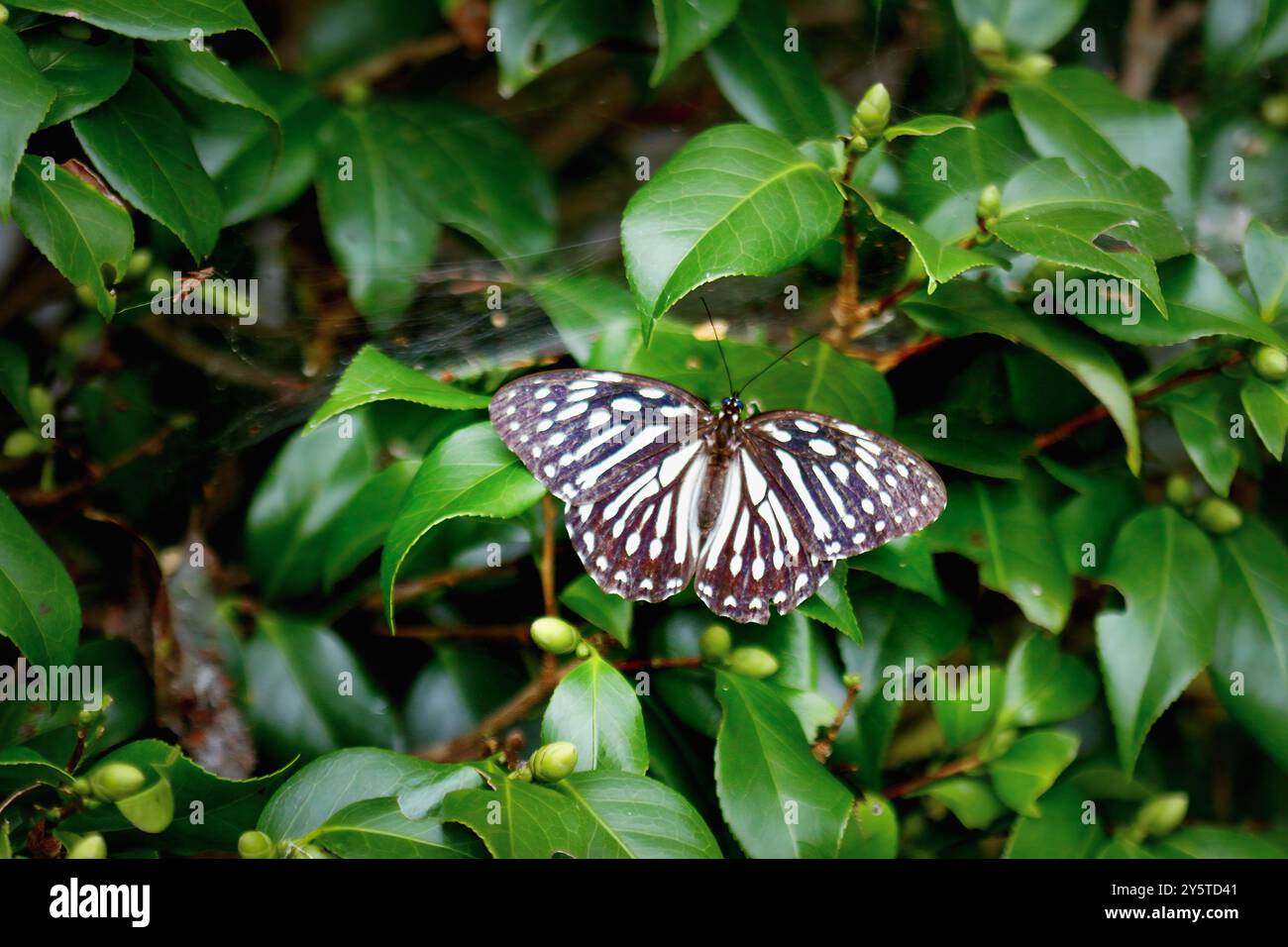 Una splendida farfalla della tigre taiwanese, Penthema formosanum, è arroccata su una roccia con le sue ali completamente estese. Il suo sorprendente motivo bianco e nero Foto Stock