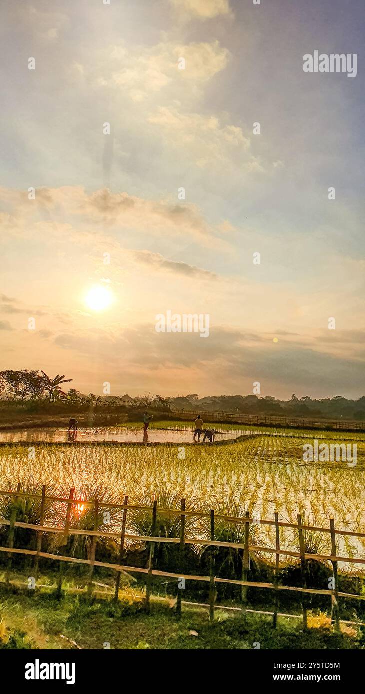 vista naturale dei campi di riso. sagoma del contadino al mattino Foto Stock