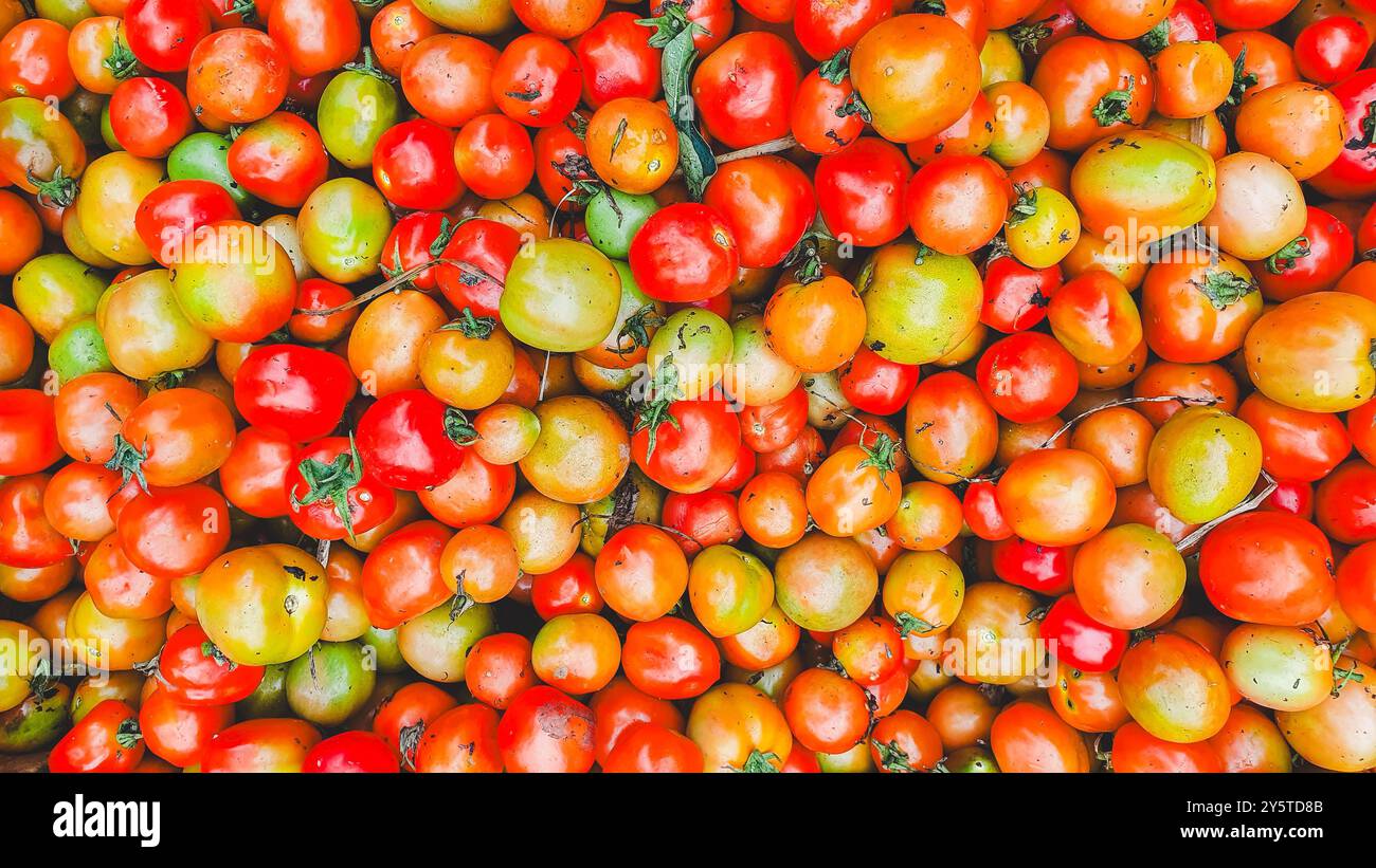 Pomodori freschi in un cluster di primi piani. Pomodori freschi in un cluster di primi piani. Foto Stock