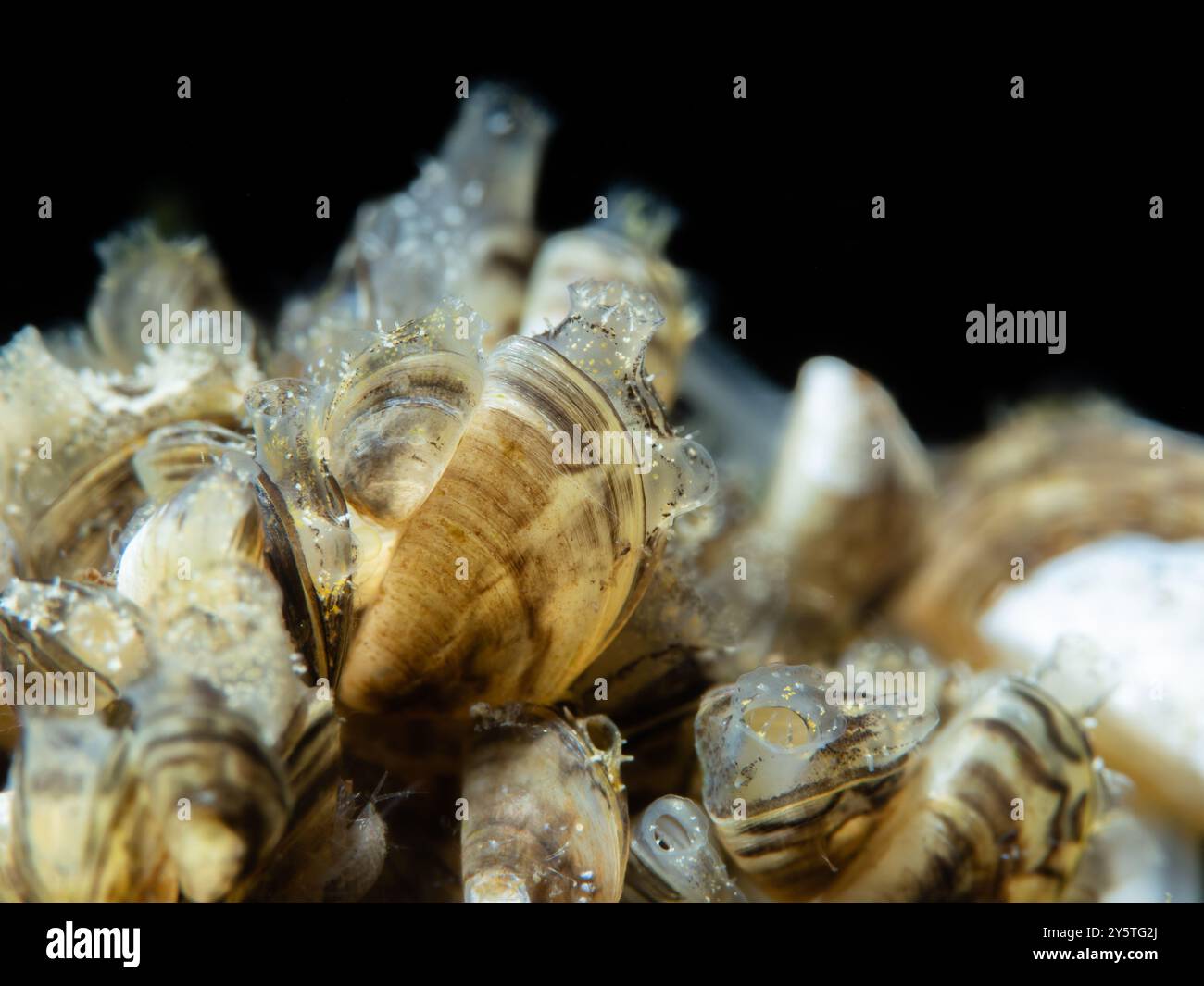 Dreiecksmuschel, Wandermuschel oder Zebramuschel, Dreissena polymorpha, NRW, Deutschland Foto Stock