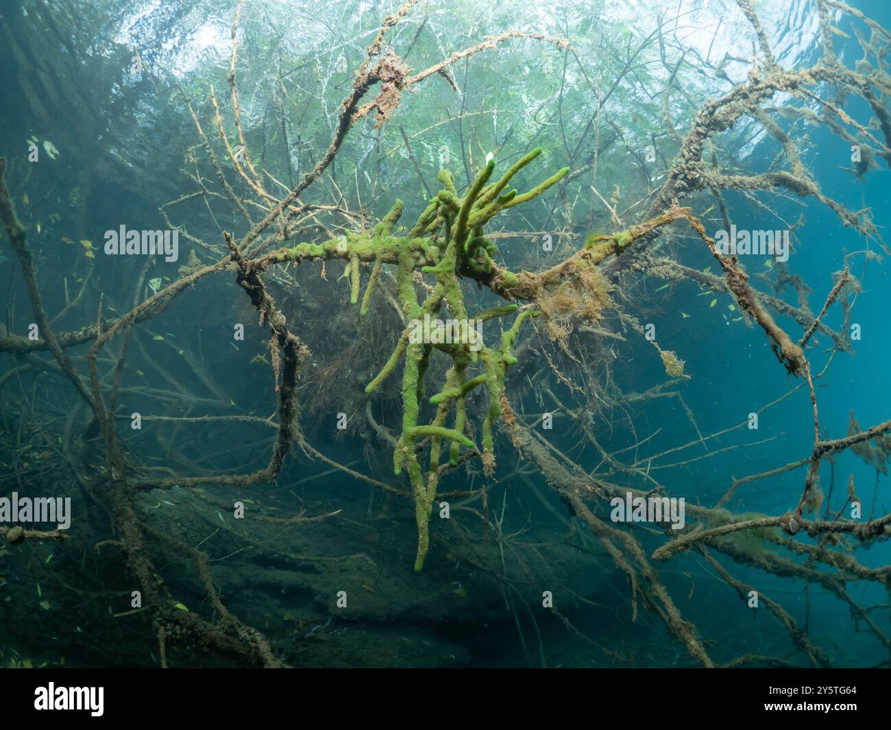 Süßwasserschwamm (Spongillidae) in einem Baum, spugne d'acqua dolce in un albero, Thüringen, Deutschland Foto Stock