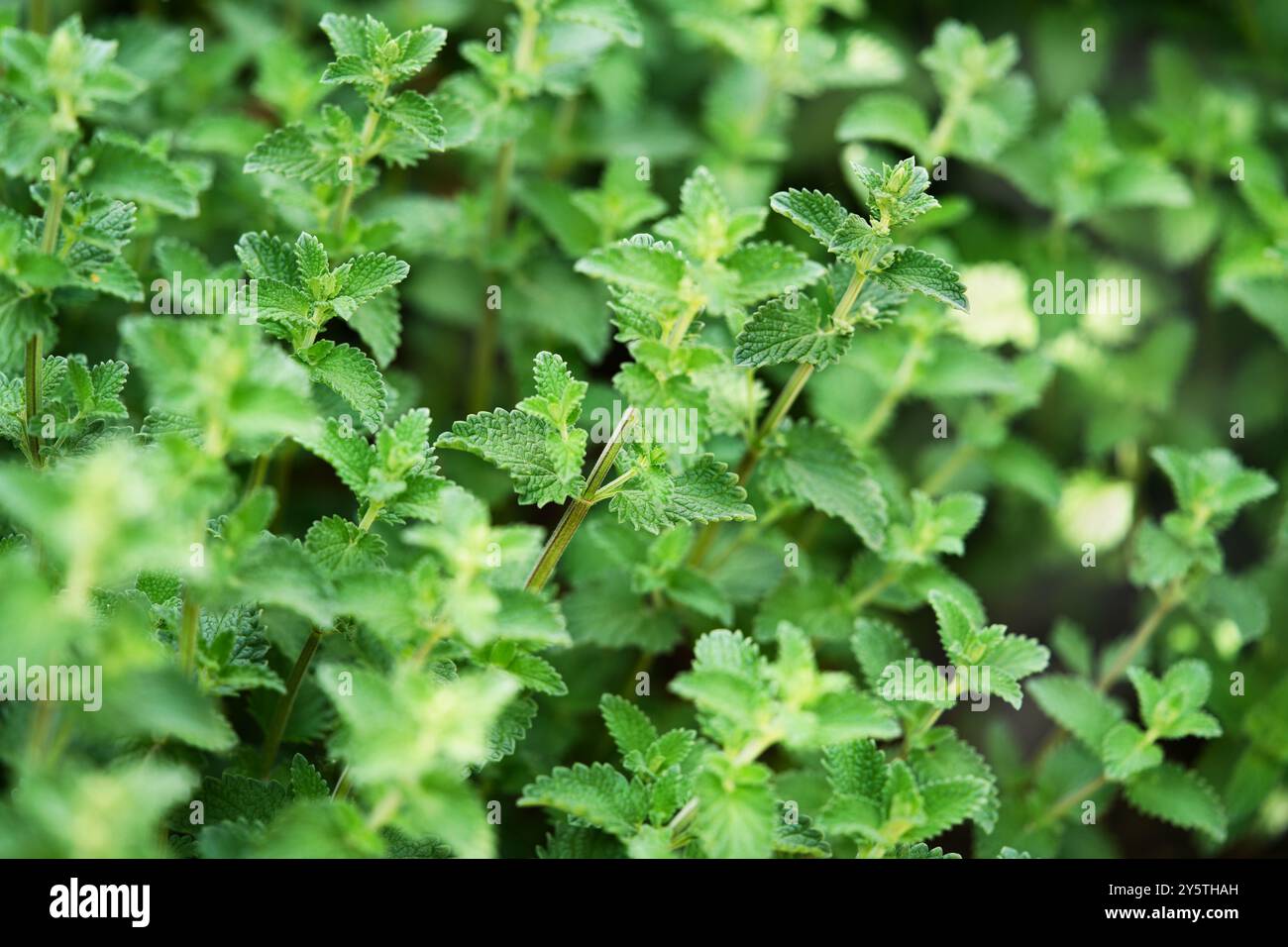 Balsamo di limone Foto Stock