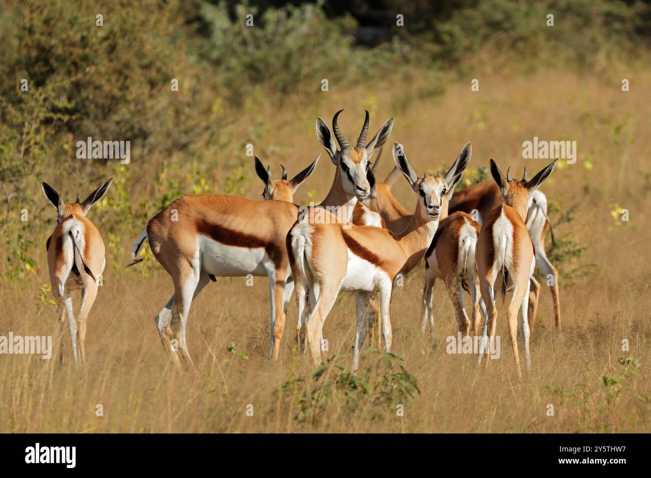 Antilopi springbok (Antidorcas marsupialis) in habitat naturale, Namibia Foto Stock