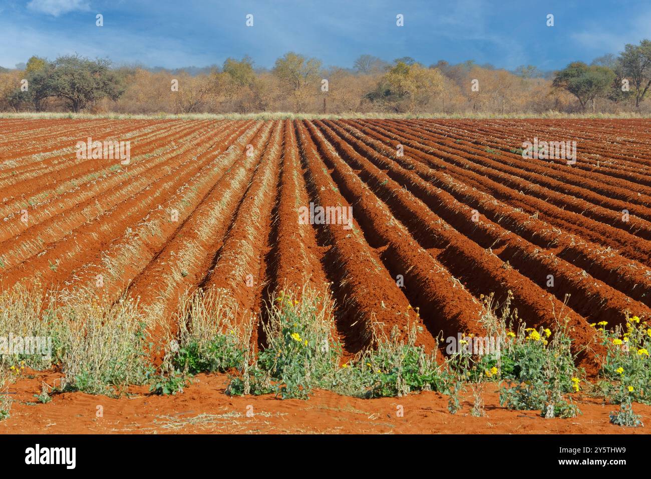 Terreno rosso di un campo appena arato in una fattoria rurale sudafricana Foto Stock
