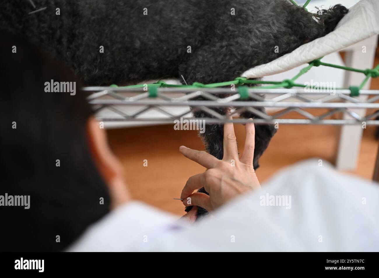 Pechino, Cina. 18 settembre 2024. Un barboncino di nome Manguan ha aghi per agopuntura inseriti nella sua zampa dal Dr. Tian Haiyan al Beijing Guanshang Animal Hospital. Cani e gatti stanno diventando sempre più popolari come animali domestici in Cina, motivo per cui i clienti dell'ospedale animale stanno anche sempre più chiedendo la medicina tradizionale cinese per i loro animali. Credito: Johannes Neudecker/dpa/Alamy Live News Foto Stock