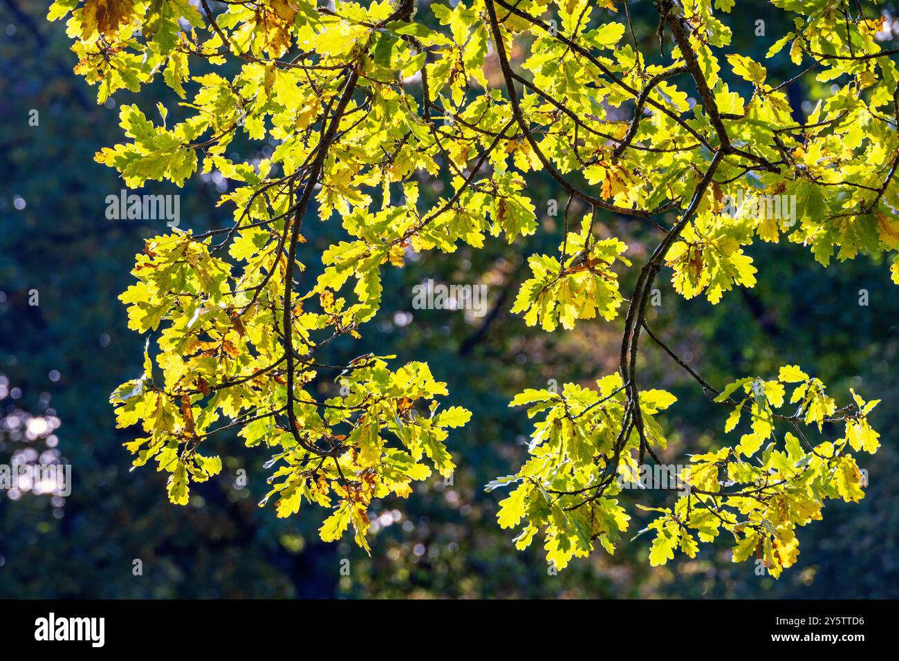 Splendide foglie di quercia su un ramo una giornata di sole autunno Foto Stock