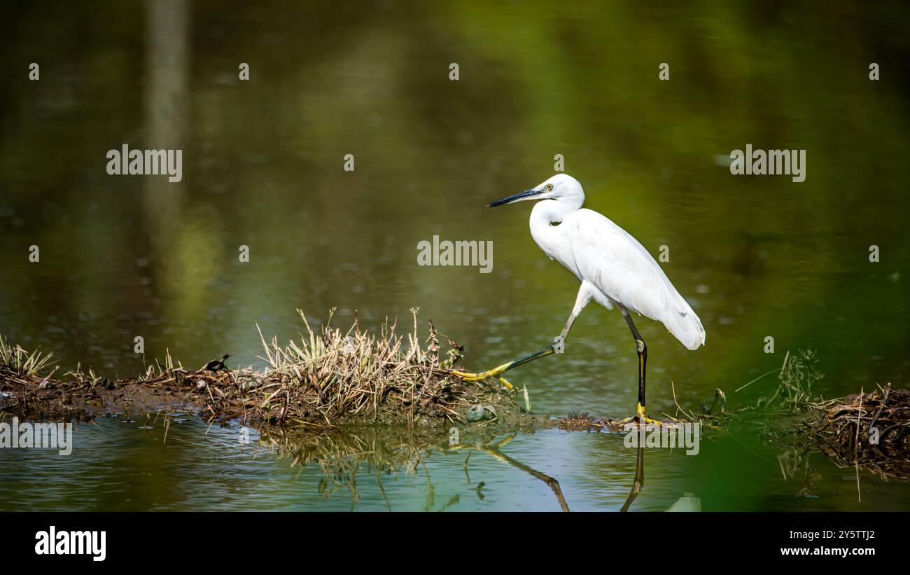 Un Egret che cammina sul bordo di uno stagno Foto Stock
