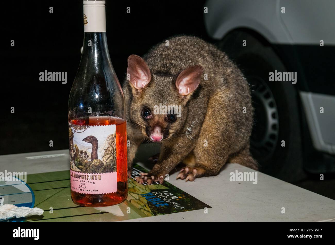 Opossum di coda di pennello comune, Trichosurus vulpecula, di notte in cima al tavolo da campeggio, Booderee National Park, NSW, Australia Foto Stock