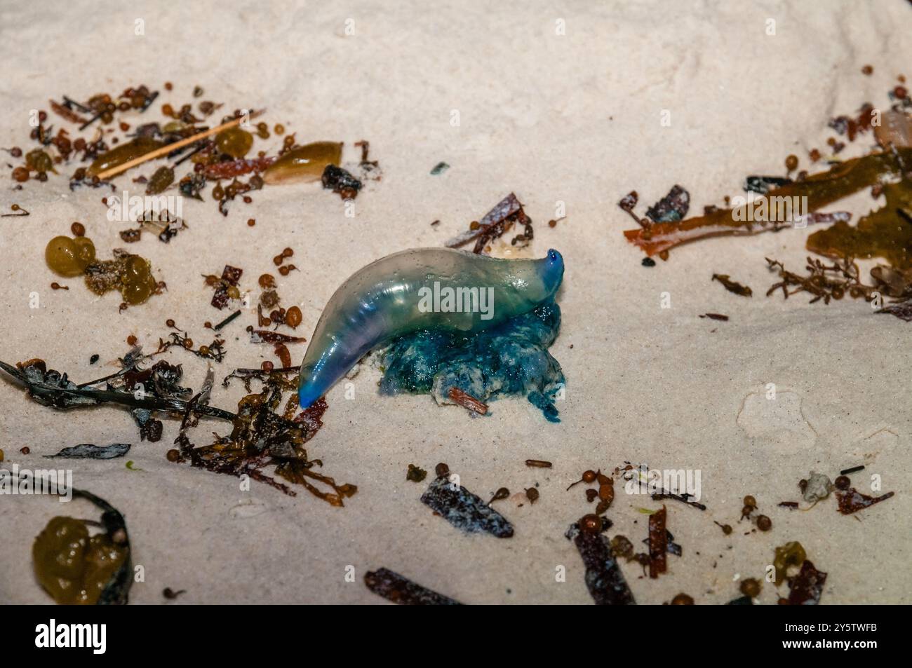 Hydrozoa, sulla spiaggia, di notte, Green Patch Campsite, Booderee National Park, NSW, Australia Foto Stock