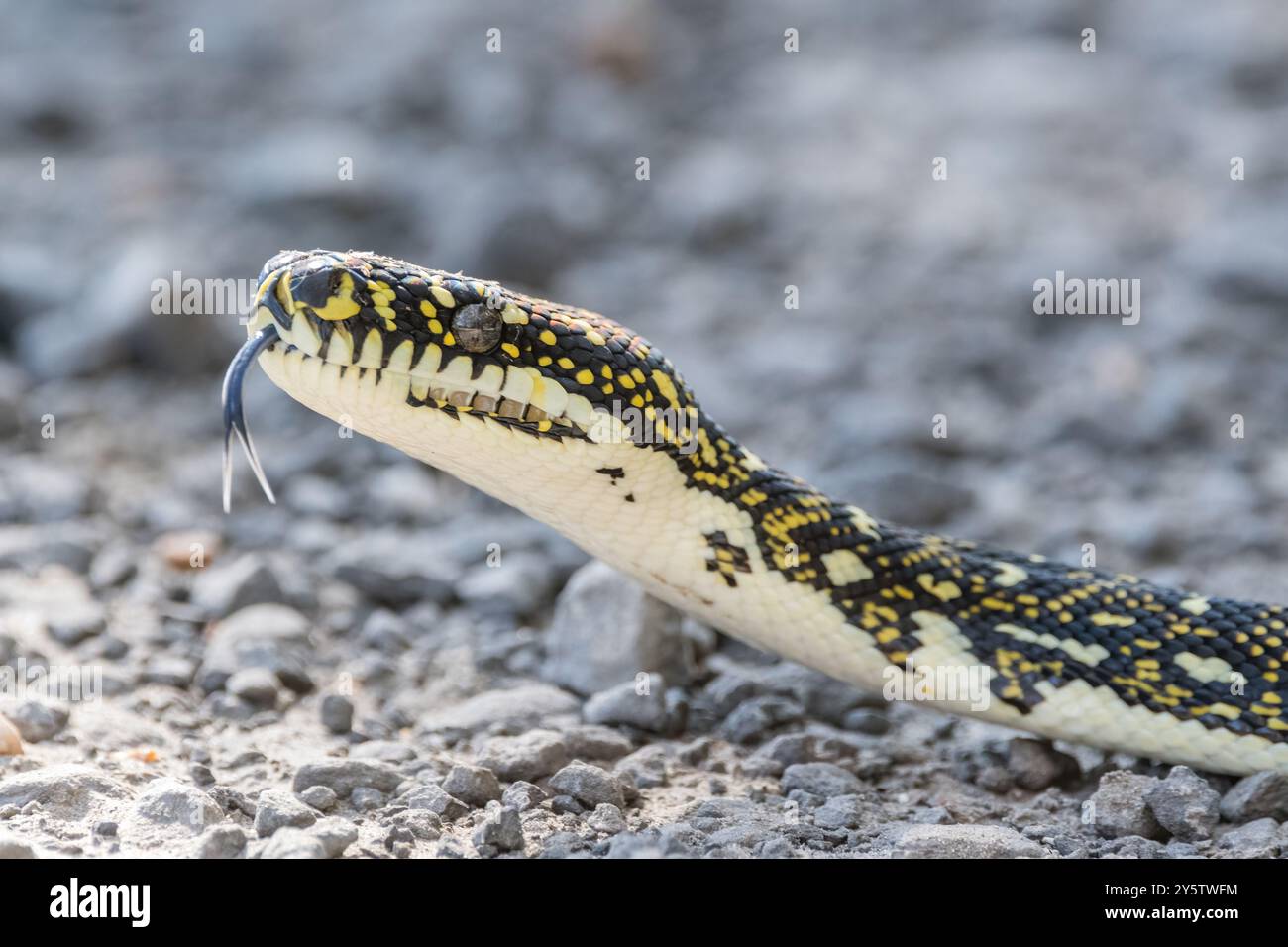 Pitone di diamanti australiano, Morelia spilota spilota, Booderee Botanic Gardens, NSW, Australia Foto Stock