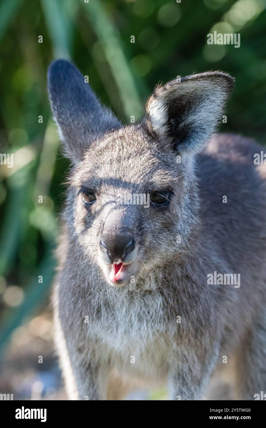 Canguro grigio orientale joey, Macropus giganteus, vicino a Cave Beach, NSW, Australia Foto Stock