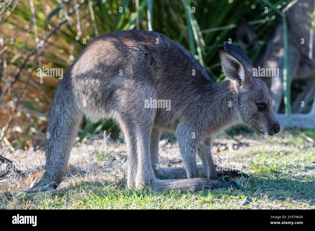Canguro grigio orientale, Macropus giganteus, vicino a Cave Beach, NSW, Australia Foto Stock