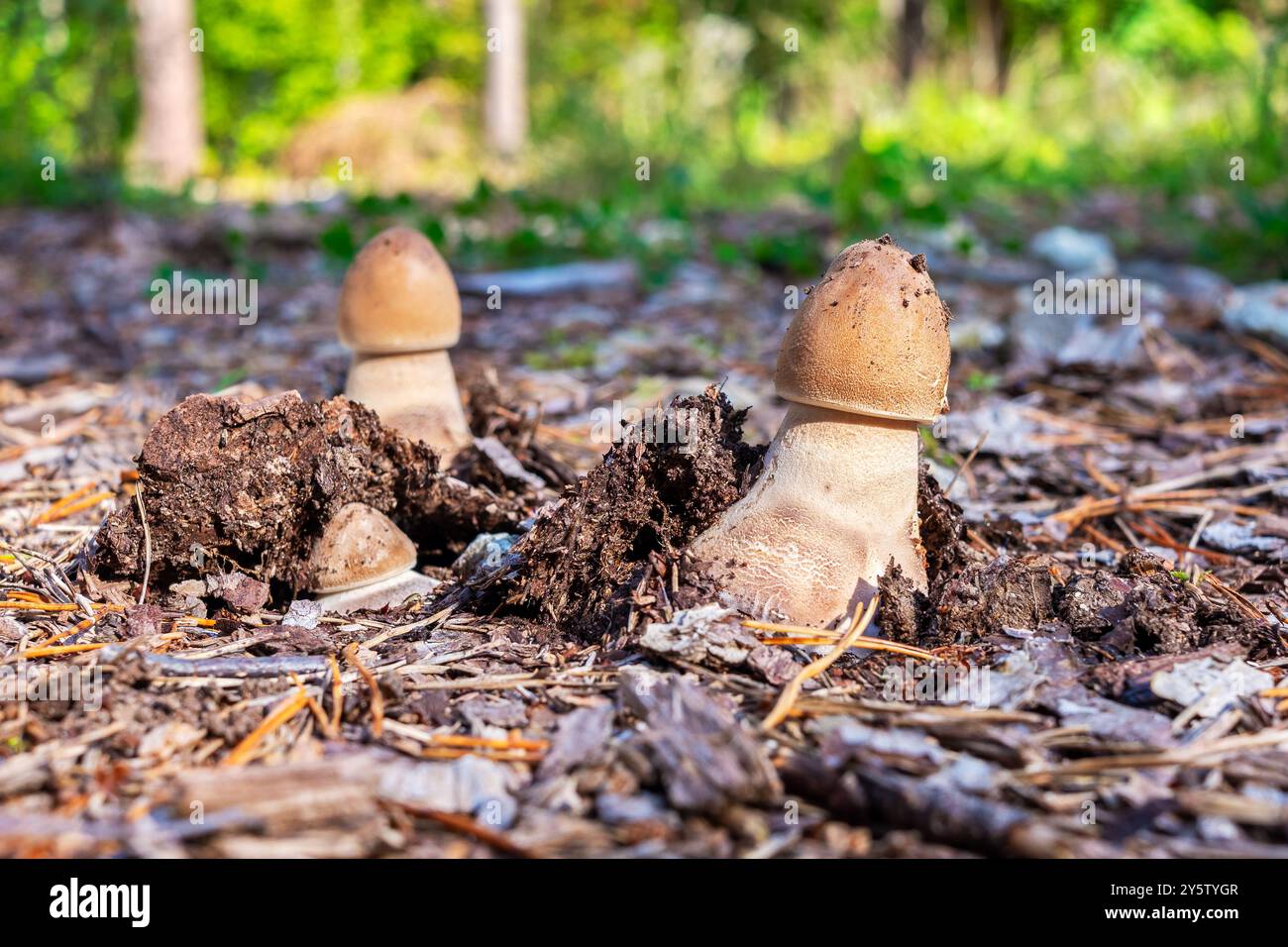 Funghi selvatici che crescono nella foresta autunnale Foto Stock