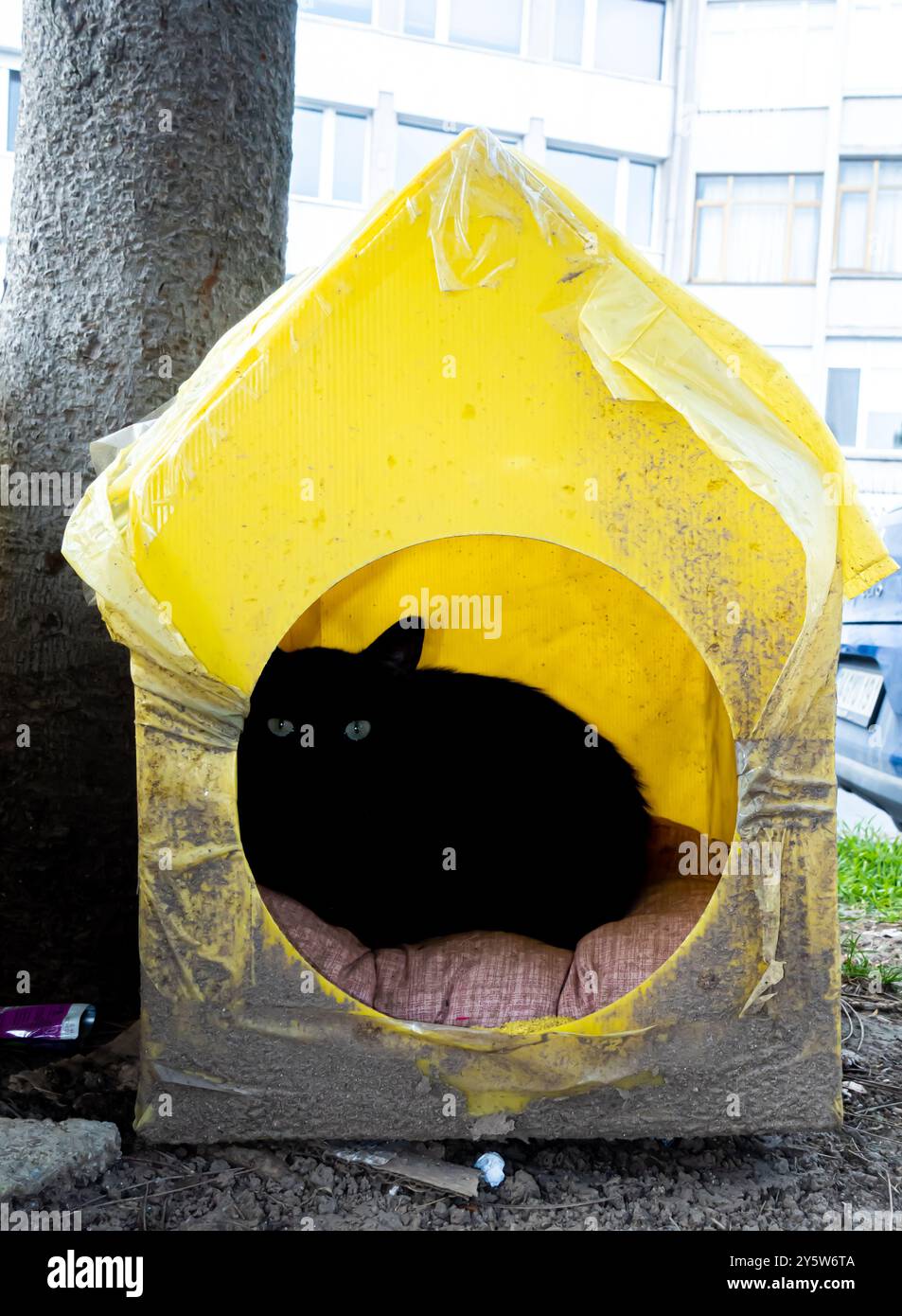 Un gatto nero in giallo fatto a mano in strada a Istanbul Foto Stock