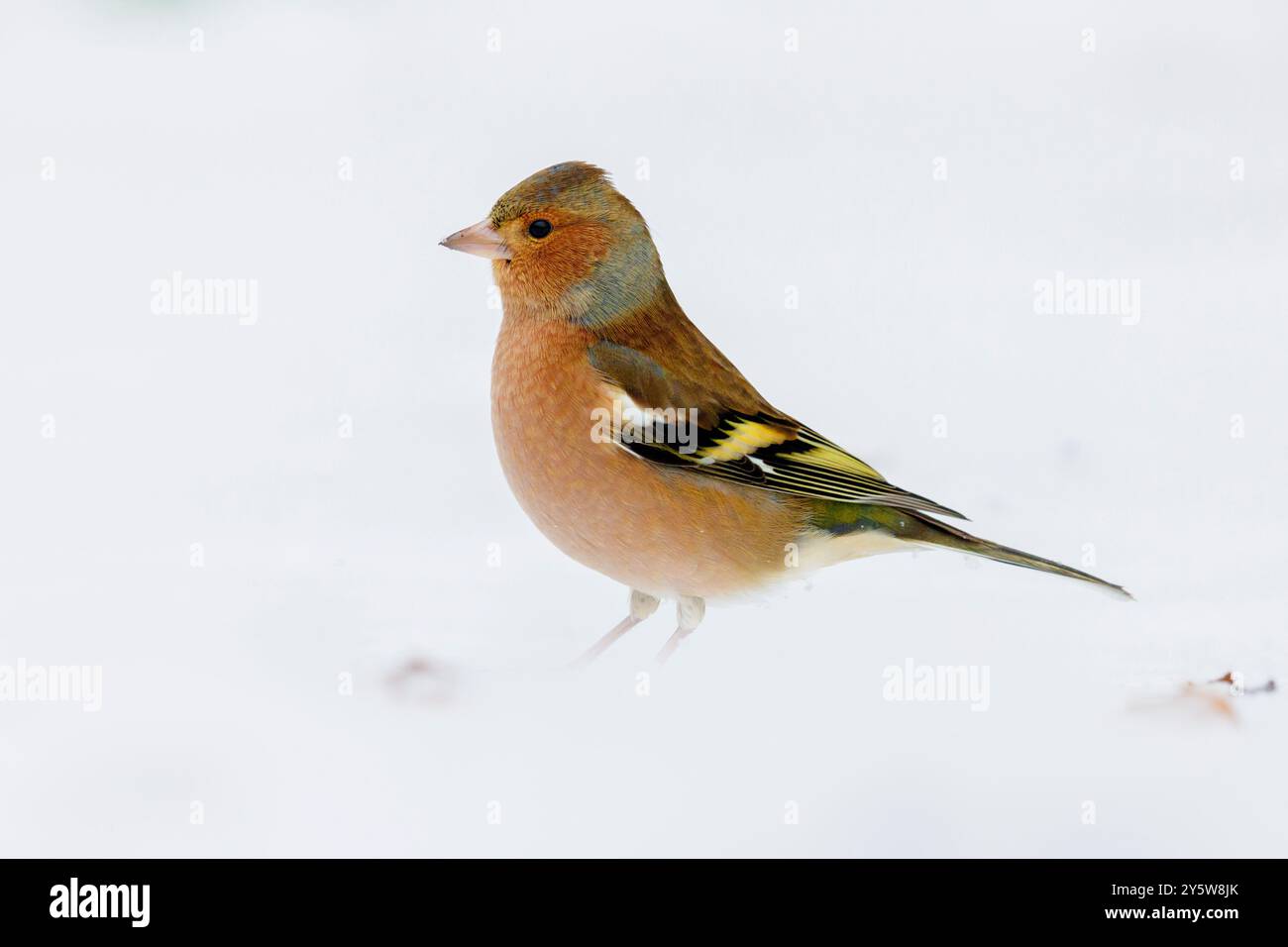 Chaffinch comune (Fringilla coelebs), vista laterale di un maschio adulto in inverno piumato sulla neve, Campania, Italia Foto Stock