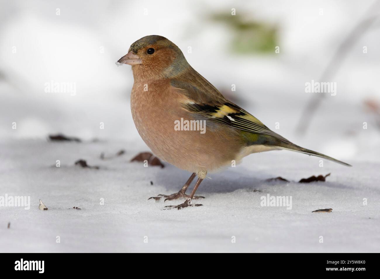 Chaffinch comune (Fringilla coelebs), vista laterale di un maschio adulto in inverno piumato sulla neve, Campania, Italia Foto Stock